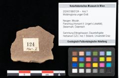 Foto (Objekt + Etikett) von Widdringtonia ungeri Endl. (NHMW-GEO-2024-0188-0124)